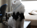 Cat in tuxedo