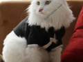 Cat in tuxedo