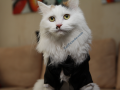 Cat in tuxedo