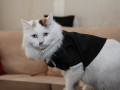 Cat in tuxedo