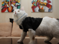 Cat in tuxedo